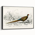 Historical Romanticism Canvas: Ring-necked Pheasant Artwork