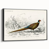 Historical Romanticism Canvas: Ring-necked Pheasant Artwork