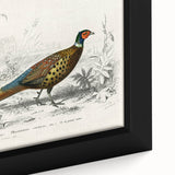 Historical Romanticism Canvas: Ring-necked Pheasant Artwork