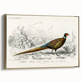 Historical Romanticism Canvas: Ring-necked Pheasant Artwork