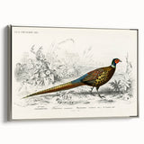 Historical Romanticism Canvas: Ring-necked Pheasant Artwork