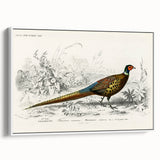Historical Romanticism Canvas: Ring-necked Pheasant Artwork