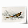 Historical Romanticism Canvas: Ring-necked Pheasant Artwork