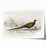 Historical Romanticism Canvas: Ring-necked Pheasant Artwork
