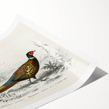 Historical Romanticism Canvas: Ring-necked Pheasant Artwork