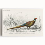 Historical Romanticism Canvas: Ring-necked Pheasant Artwork