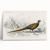 Historical Romanticism Canvas: Ring-necked Pheasant Artwork