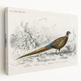 Historical Romanticism Canvas: Ring-necked Pheasant Artwork