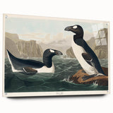 Romanticism Art: "Great Auk" by John James Audubon
