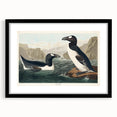Romanticism Art: "Great Auk" by John James Audubon