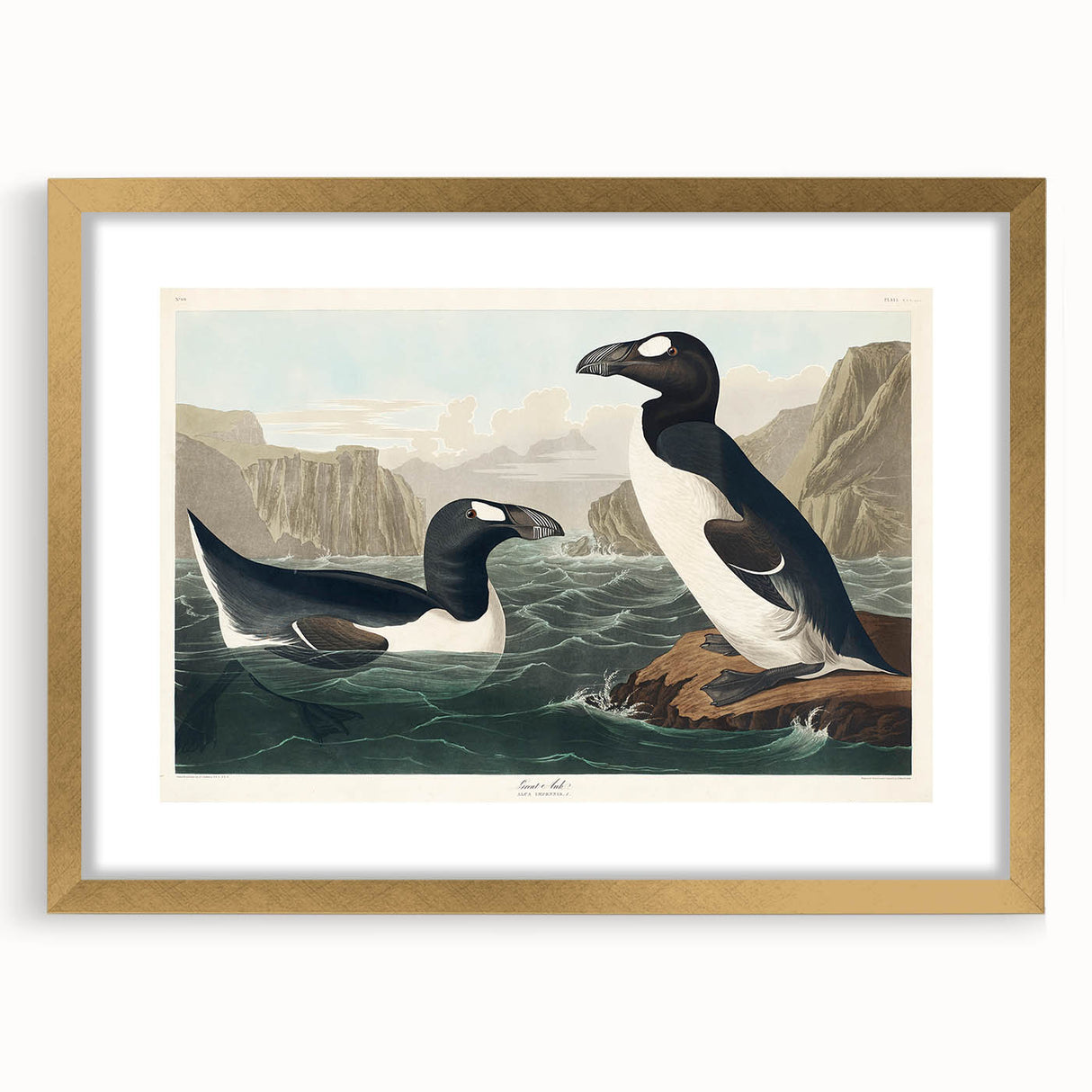Romanticism Art: "Great Auk" by John James Audubon