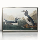 Romanticism Art: "Great Auk" by John James Audubon