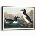 Romanticism Art: "Great Auk" by John James Audubon