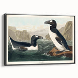 Romanticism Art: "Great Auk" by John James Audubon