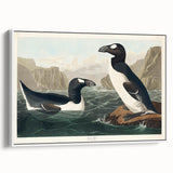 Romanticism Art: "Great Auk" by John James Audubon