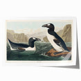 Romanticism Art: "Great Auk" by John James Audubon