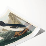 Romanticism Art: "Great Auk" by John James Audubon