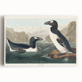 Romanticism Art: "Great Auk" by John James Audubon