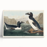 Romanticism Art: "Great Auk" by John James Audubon