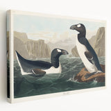 Romanticism Art: "Great Auk" by John James Audubon