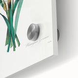 Neoclassical Art Print: Double Daffodil by Redouté - Botanical Wall Decor