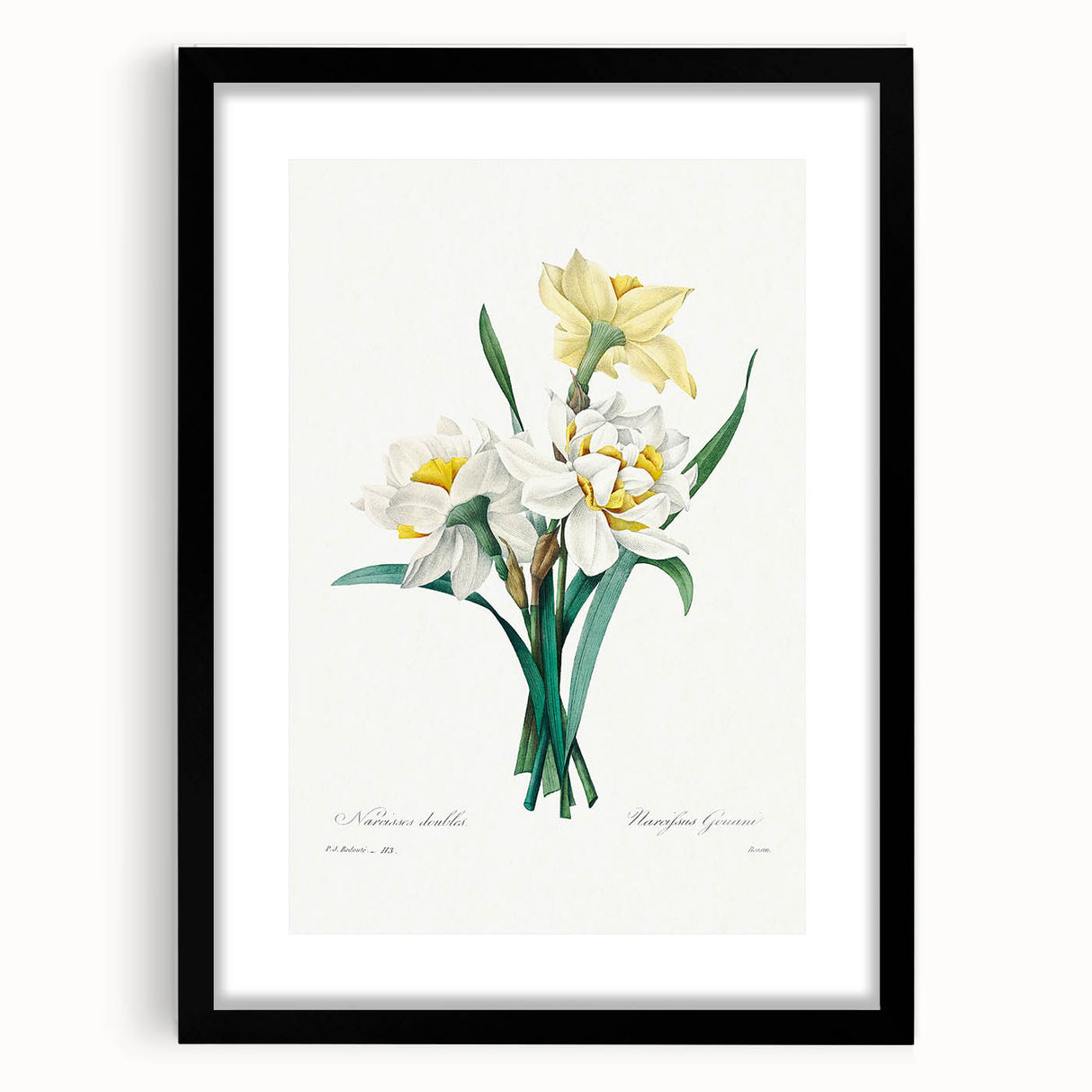 Neoclassical Art Print: Double Daffodil by Redouté - Botanical Wall Decor