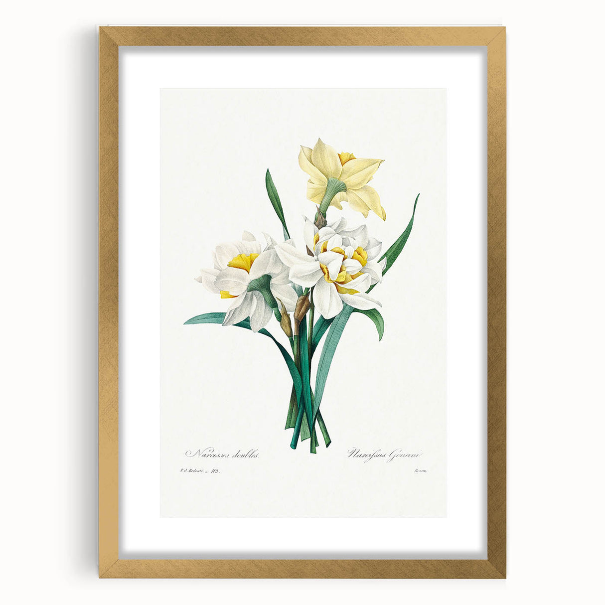 Neoclassical Art Print: Double Daffodil by Redouté - Botanical Wall Decor