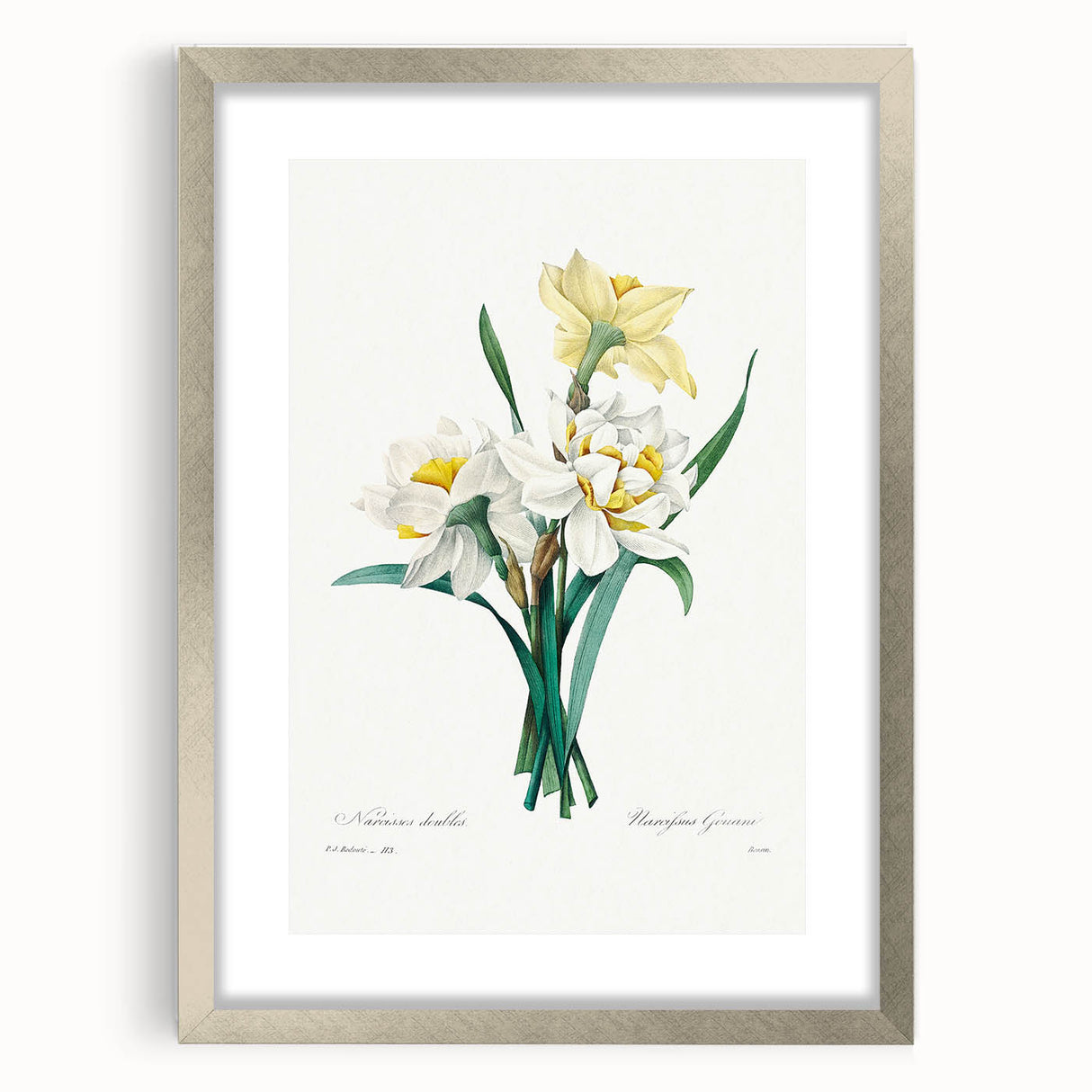 Neoclassical Art Print: Double Daffodil by Redouté - Botanical Wall Decor