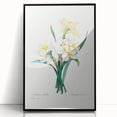 Neoclassical Art Print: Double Daffodil by Redouté - Botanical Wall Decor