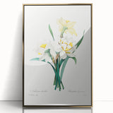 Neoclassical Art Print: Double Daffodil by Redouté - Botanical Wall Decor
