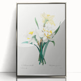 Neoclassical Art Print: Double Daffodil by Redouté - Botanical Wall Decor