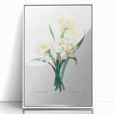 Neoclassical Art Print: Double Daffodil by Redouté - Botanical Wall Decor