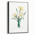 Neoclassical Art Print: Double Daffodil by Redouté - Botanical Wall Decor