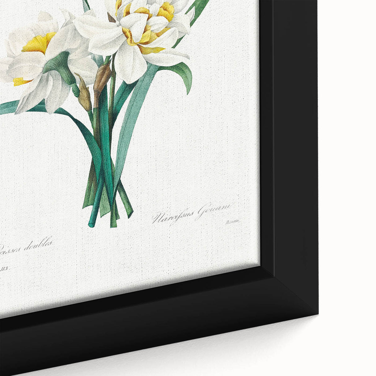 Neoclassical Art Print: Double Daffodil by Redouté - Botanical Wall Decor
