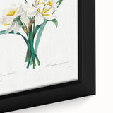 Neoclassical Art Print: Double Daffodil by Redouté - Botanical Wall Decor