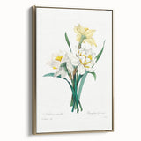 Neoclassical Art Print: Double Daffodil by Redouté - Botanical Wall Decor