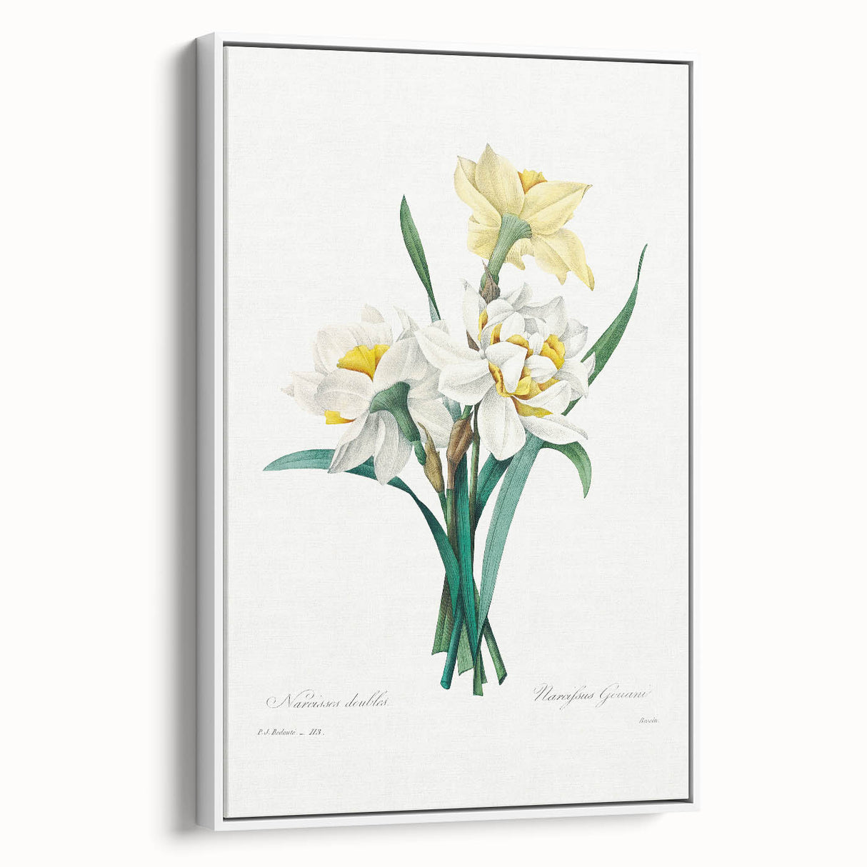 Neoclassical Art Print: Double Daffodil by Redouté - Botanical Wall Decor