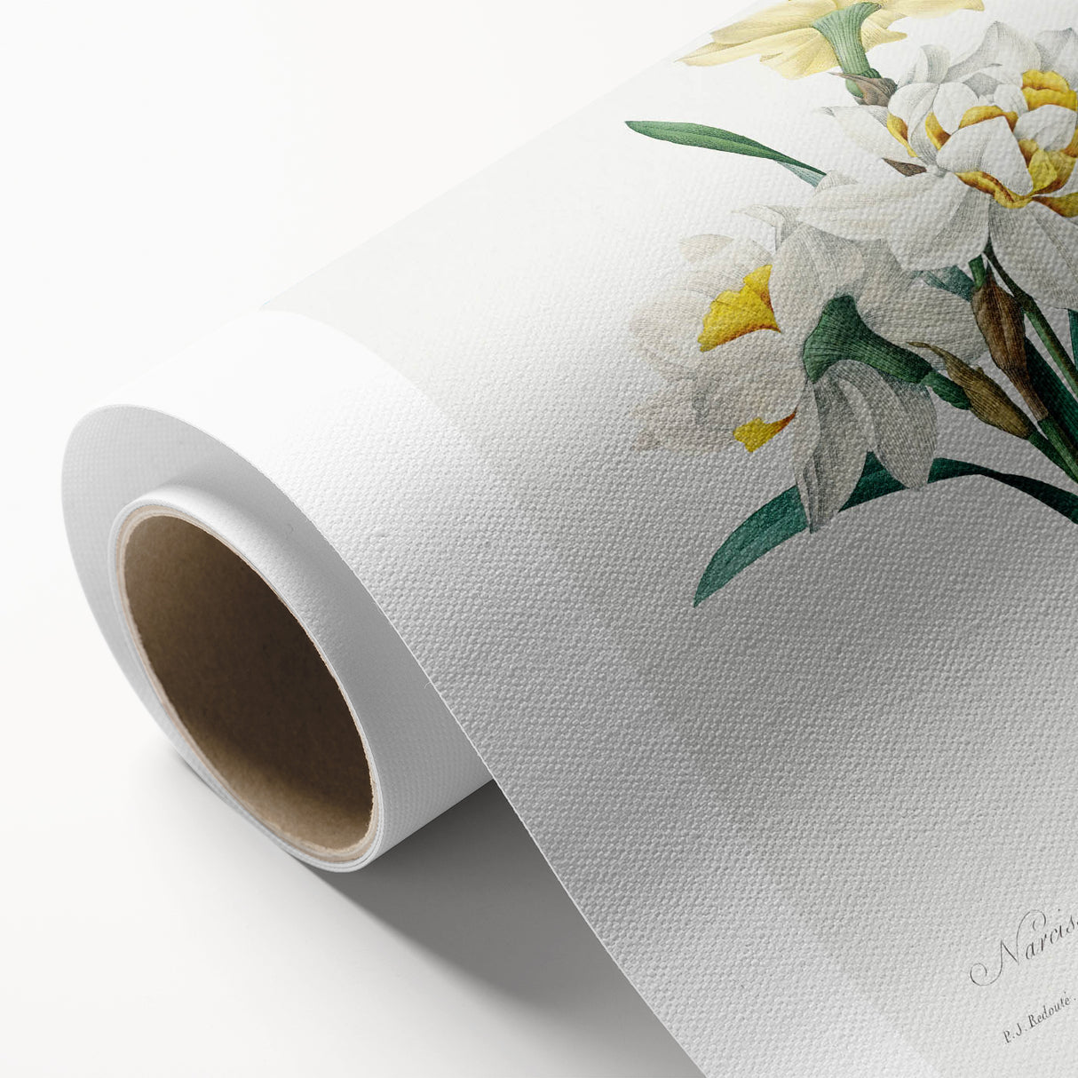 Neoclassical Art Print: Double Daffodil by Redouté - Botanical Wall Decor
