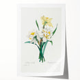 Neoclassical Art Print: Double Daffodil by Redouté - Botanical Wall Decor
