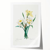 Neoclassical Art Print: Double Daffodil by Redouté - Botanical Wall Decor