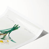 Neoclassical Art Print: Double Daffodil by Redouté - Botanical Wall Decor