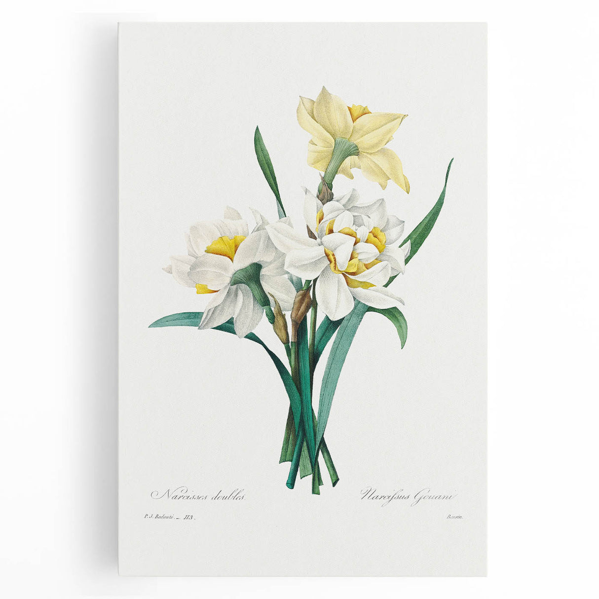 Neoclassical Art Print: Double Daffodil by Redouté - Botanical Wall Decor