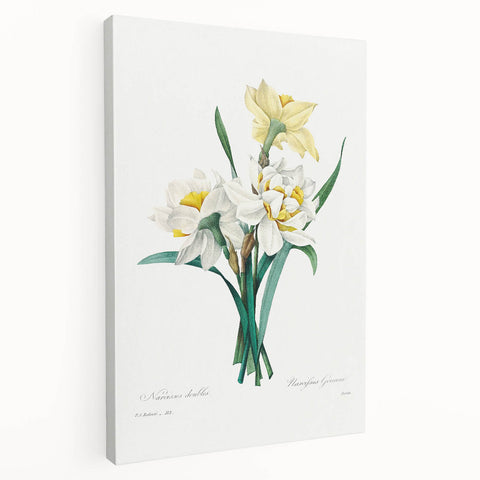 Neoclassical Art Print: Double Daffodil by Redouté - Botanical Wall Decor