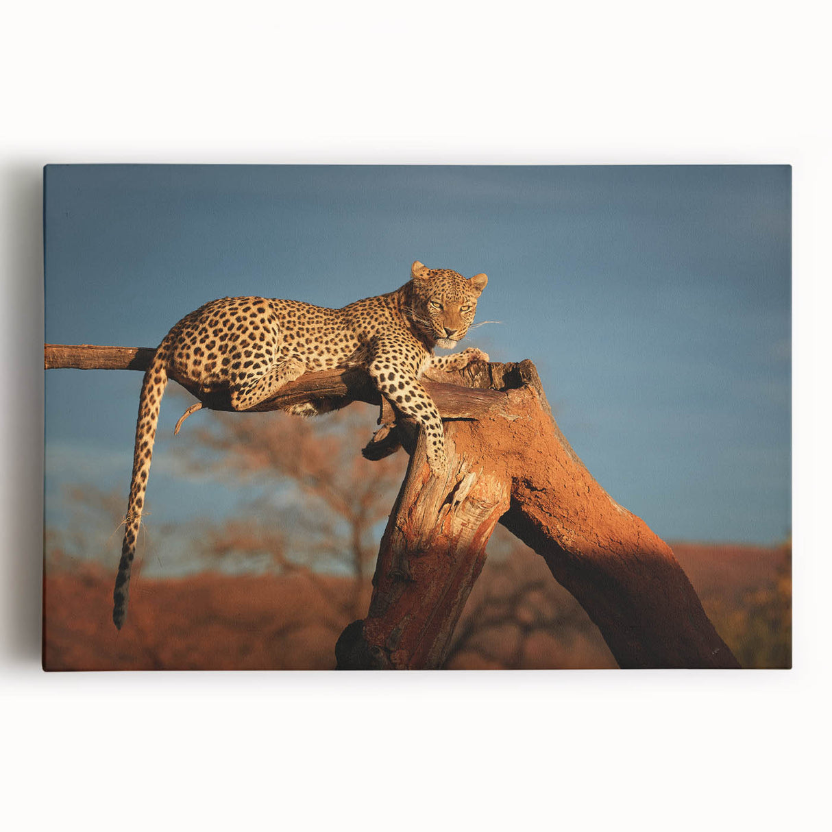 Black and white photograph of an expansive Namibian landscape on stretched canvas, suitable as kitchen wall art.