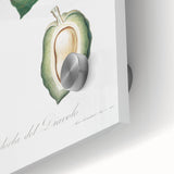 Classic Romantic Paintings: Pelargonium Zonale Art Print