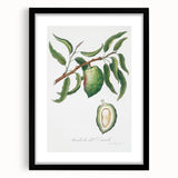 Classic Romantic Paintings: Pelargonium Zonale Art Print