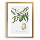 Classic Romantic Paintings: Pelargonium Zonale Art Print