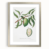 Classic Romantic Paintings: Pelargonium Zonale Art Print