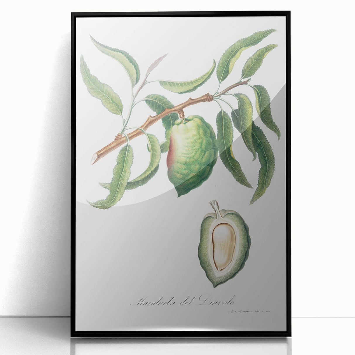 Classic Romantic Paintings: Pelargonium Zonale Art Print