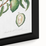 Classic Romantic Paintings: Pelargonium Zonale Art Print